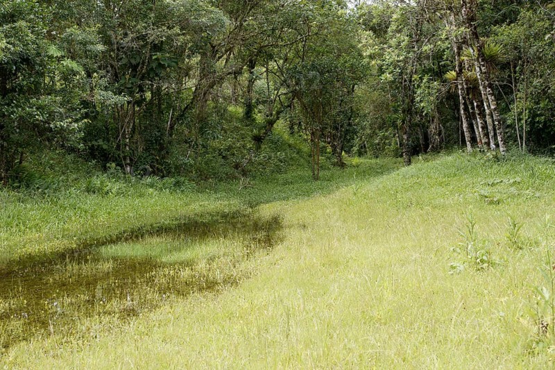 Forest, Nature, Serra do Mar State park, Núcleo Santa Virgínia, São Paulo, Brazil