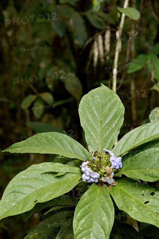 Plant, Flower, Serra do Mar State park, Núcleo Santa Virgínia, São Paulo, Brazil