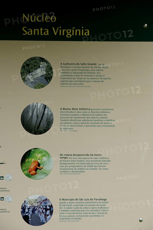 Plate, Serra do Mar State park, Núcleo Santa Virgínia, São Paulo, Brazil