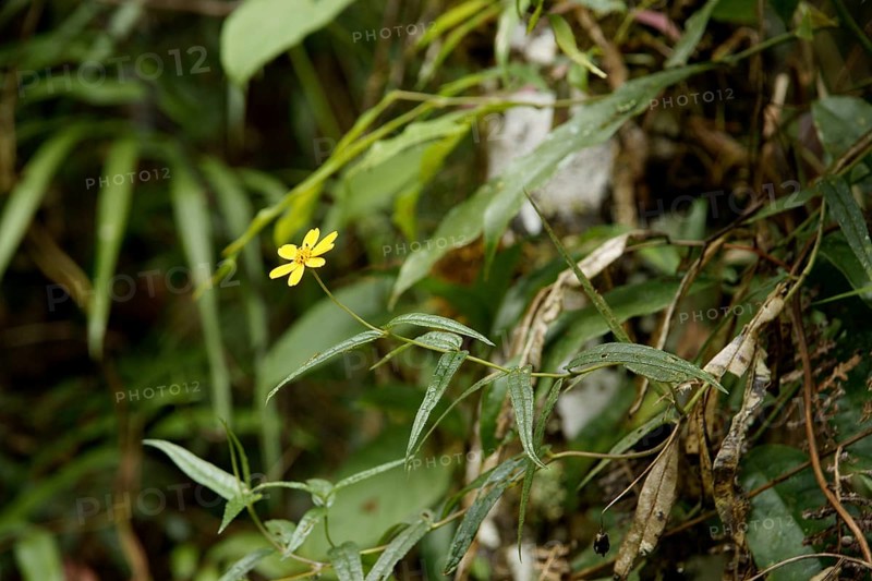 Forest, Flower, Serra do Mar State park, Núcleo Santa Virgínia, São Paulo, Brazil