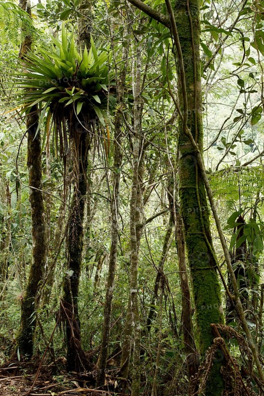 Forest, Nature, Serra do Mar State park, Núcleo Santa Virgínia, São Paulo, Brazil