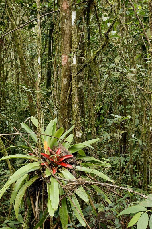 Plant, Bromélia, Serra do Mar State park, Núcleo Santa Virgínia, São Paulo, Brazil