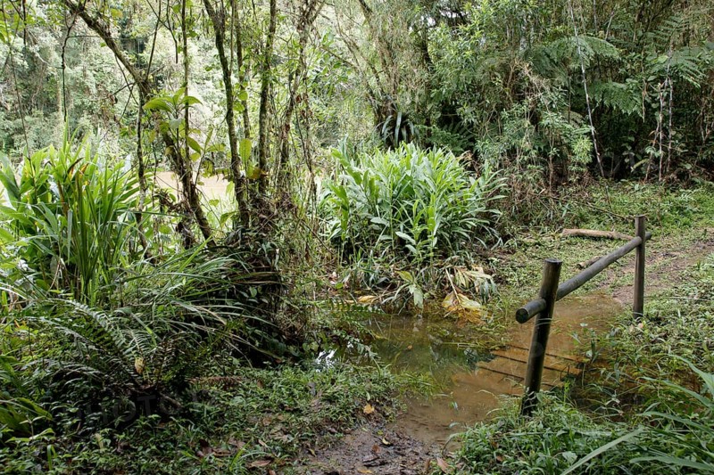 Forest, Nature, Serra do Mar State park, Núcleo Santa Virgínia, São Paulo, Brazil