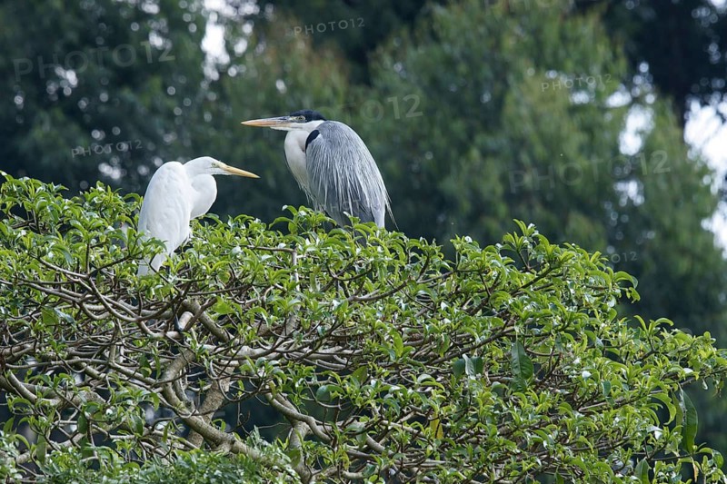 Heron, São Paulo, Brazil