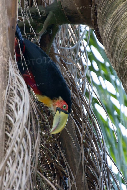 Ave, Toucan, São Paulo, Brazil