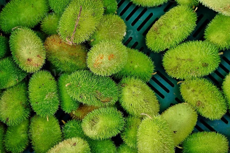 Top view of Momordica dioica, commonly known as spiny gourd or spine gourd