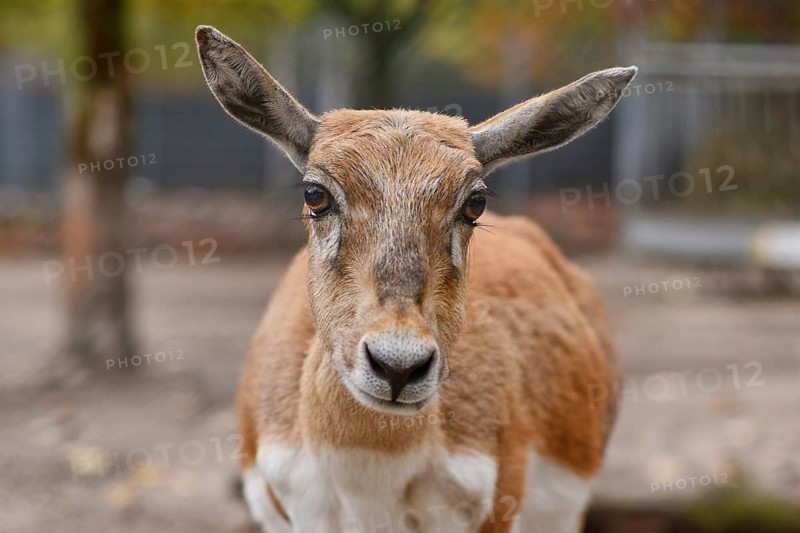 Portrait of female Blackbuck antelope