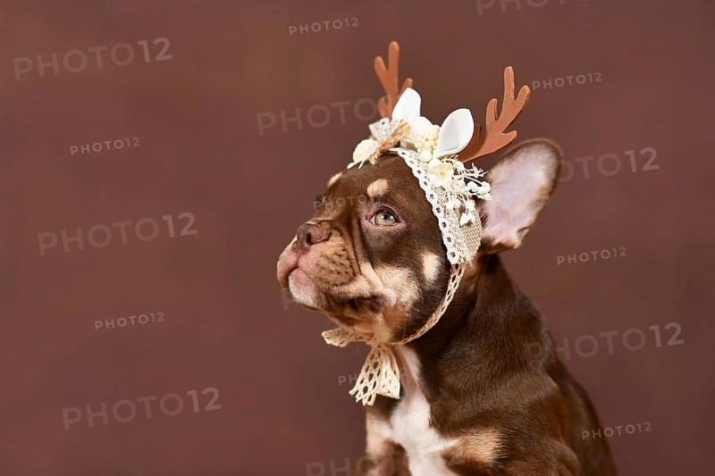 Portrait of Mocca Tan colored French Bulldog puppy with reindeer antlers on brown background