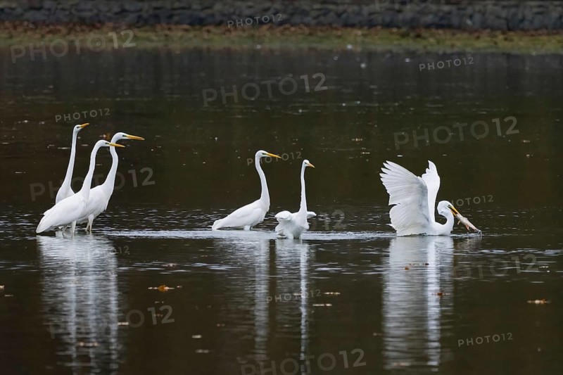 Several great egrets (Ardea alba) stand in the calm water of a lake in autumn surroundings, a great egret (Ardea alba) with captured fish, Hesse, Germany