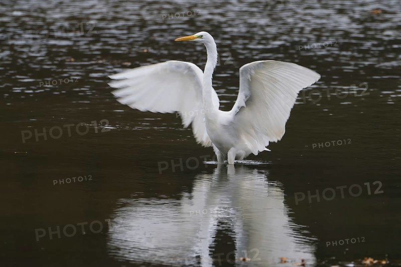 A great egret (Ardea alba) in water spreads its wings and is reflected in the water, Hesse, Germany