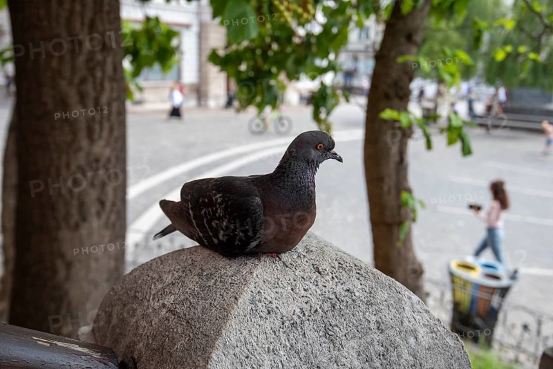 Dove sitting on a stone railing above Prešeren Square, Ljubljana, Slovenia