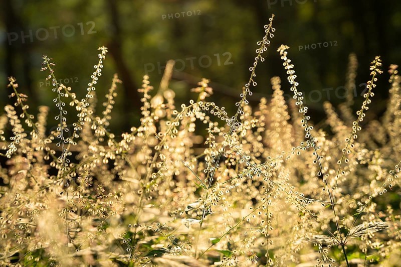 Large witchweed (Circaea lutetiana), faded inflorescences with fruit, backlight at the golden hour