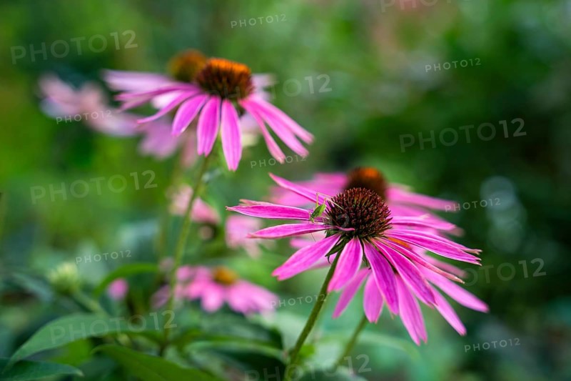Pink flowers of a coneflower (Echinachea purpurea) in a garden. On the right flower a small green grasshopper
