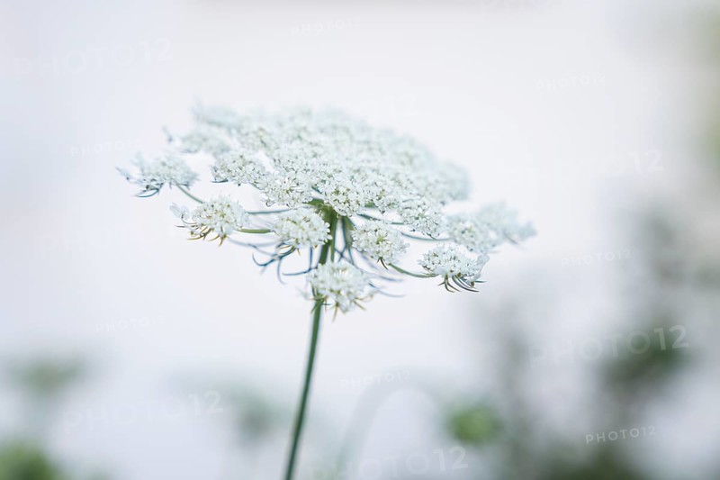 White flower of a wild carrot (Daucus carota) against a light background