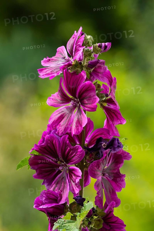 Flower of a wild mallow (Malva sylvestris) in purple, blurred background