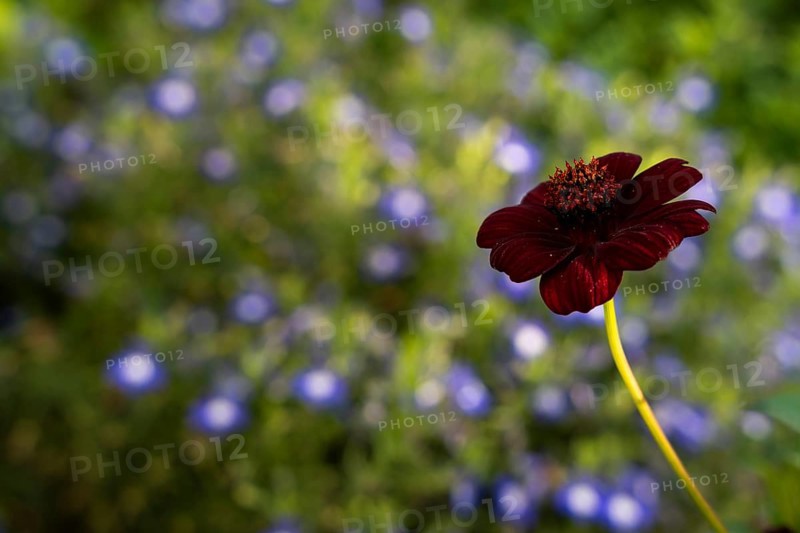 Dark red flower of a chocolate cosmetic (Cosmos atrosanguineus), also chocolate flower, in the garden. In the background, blue and white lobelia
