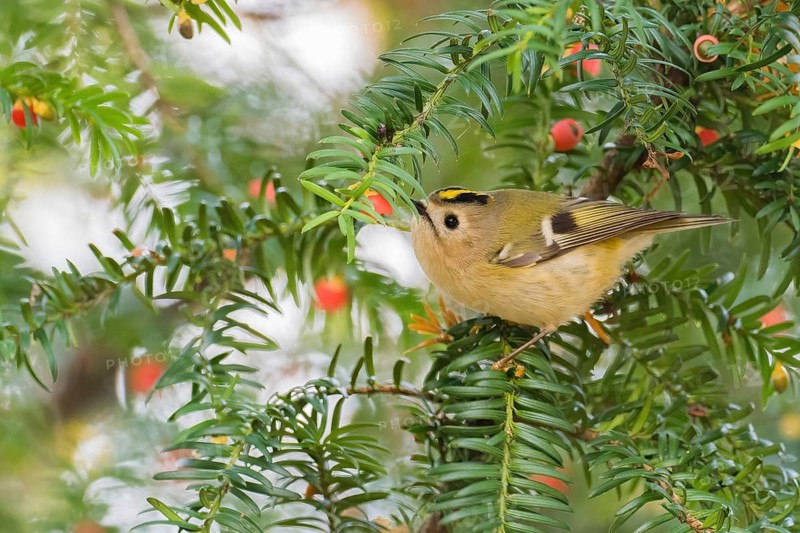A winter golden chicken (Regulus regulus) sits on the branch of a yew (Taxus baccata) surrounded by red berries, Hesse, Germany