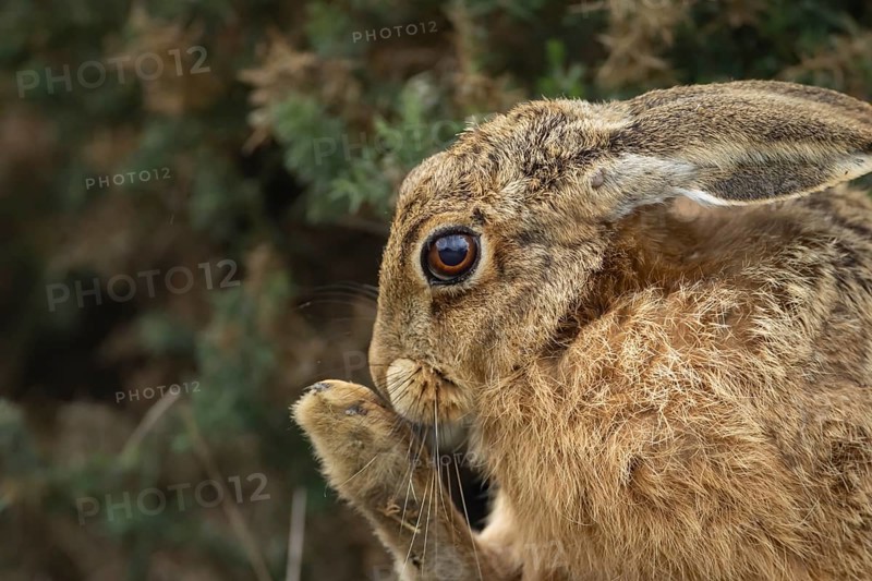 European brown hare (Lepus europaeus) adult animal washing its foot, England, United Kingdom