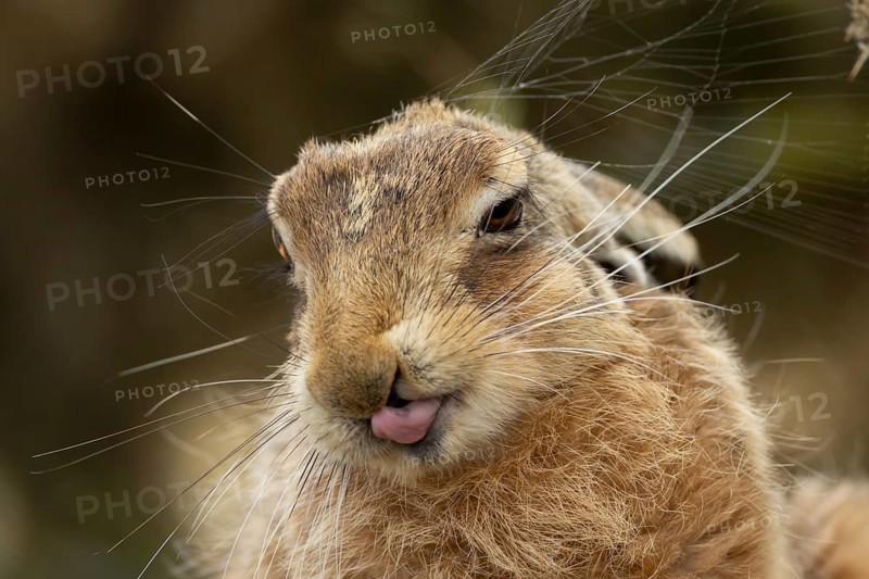 European brown hare (Lepus europaeus) adult animal showing humour or funny behaviour sticking its tongue out, England, United Kingdom