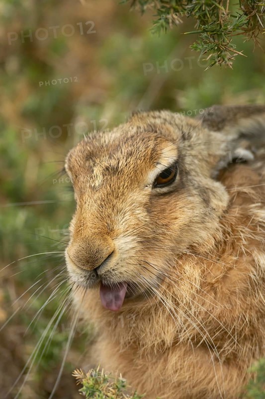European brown hare (Lepus europaeus) adult animal showing humour or funny behaviour sticking its tongue out, England, United Kingdom