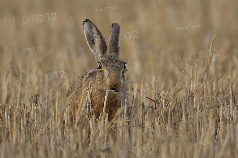 European brown hare (Lepus europaeus) adult animal eating a wheat plant sheath in a farmland stubble field in summer, England, United Kingdom