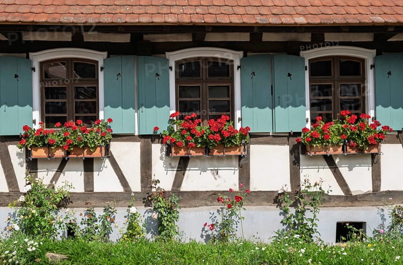 Half-timbered house with green-white painted shutters and red geraniums in flower boxes, Hohwiller, in German Hohweiler, Alsace, France