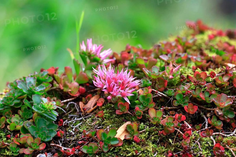 Caucasus stonecrop (Sedum spurium, Phedimus spurius), autumn, Germany