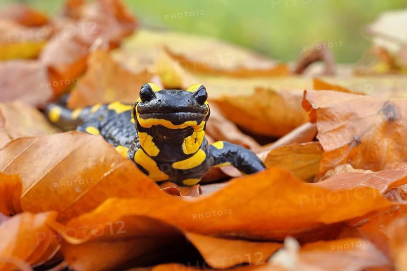 Fire salamander (Salamandra salamandra), in a beech forest on autumn leaves, autumn, animal portrait, Wilnsdorf, North Rhine-Westphalia, Germany