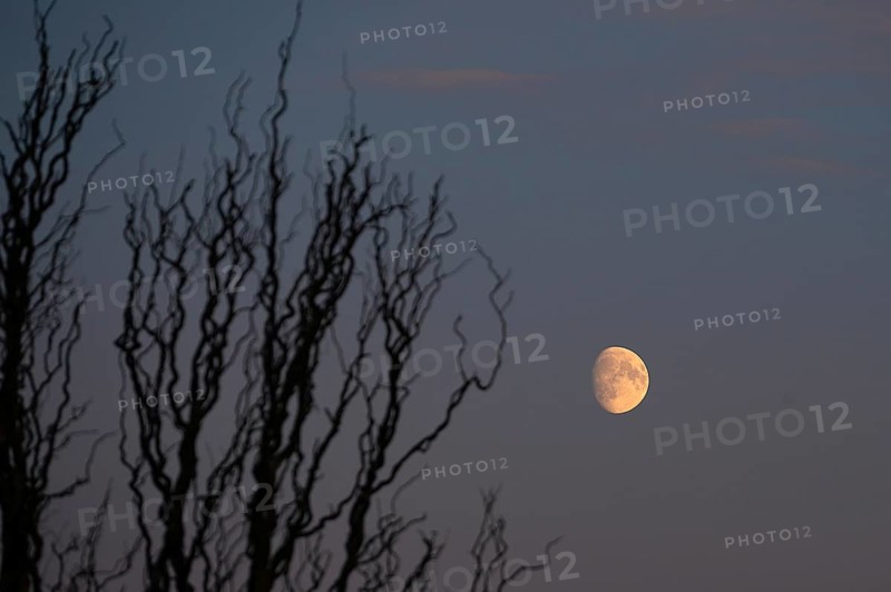 Reddish moon early evening, Darß, Mecklenburg-Western Pomerania, Germany
