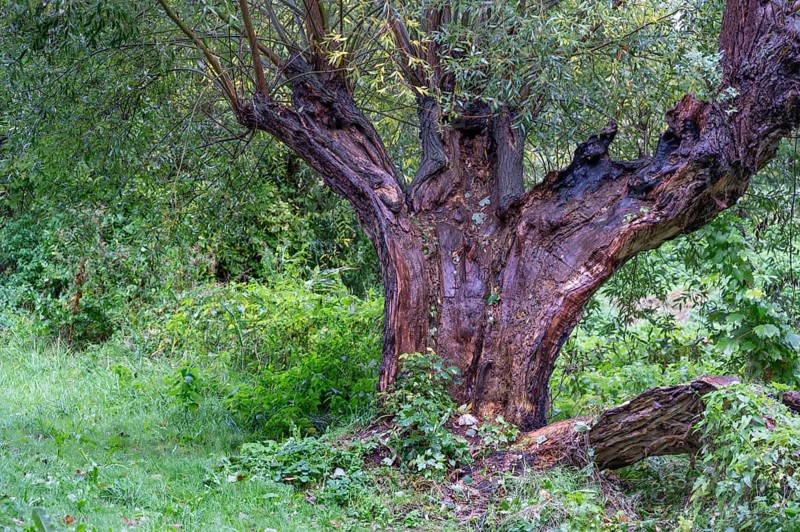 Old willow tree (Salix) split by lightning, Darß, Mecklenburg-Western Pomerania, Germany