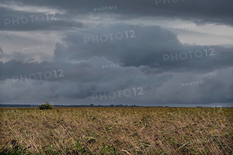Dark rain clouds (Nimbostratus) above the lagoon, reed, thatch (Phragmites australis), Ahrenshoop, Darß, Mecklenburg-Western Pomerania, Germany