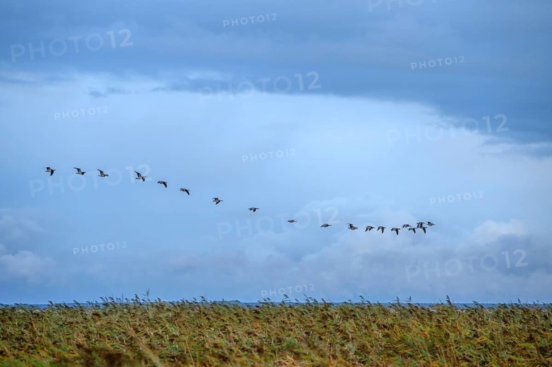 Flying gray geese (Anser anser) over the lagoon with reeds, thatch (Phragmites australis) Ahrenshoop, Darß, Mecklenburg-Western Pomerania, Germany