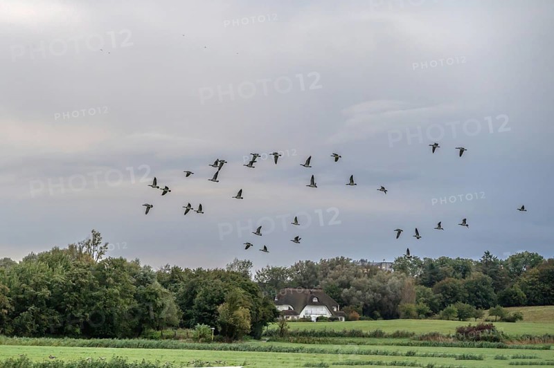 Flying gray geese (Anser anser) over Ahrenshoop, Darß, Mecklenburg-Western Pomerania, Germany