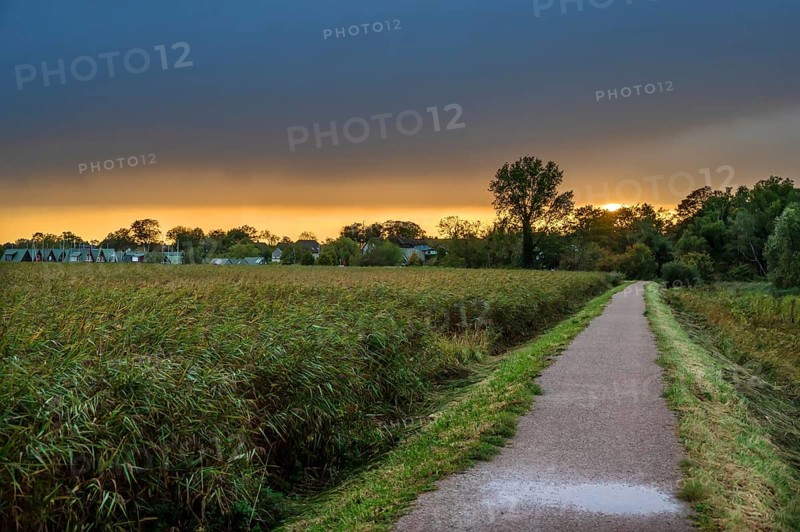 Evening sky over the lagoon, reeds on the left, thatch (Phragmites australis), Ahrenshoop, Mecklenburg-Western Pomerania, Germany