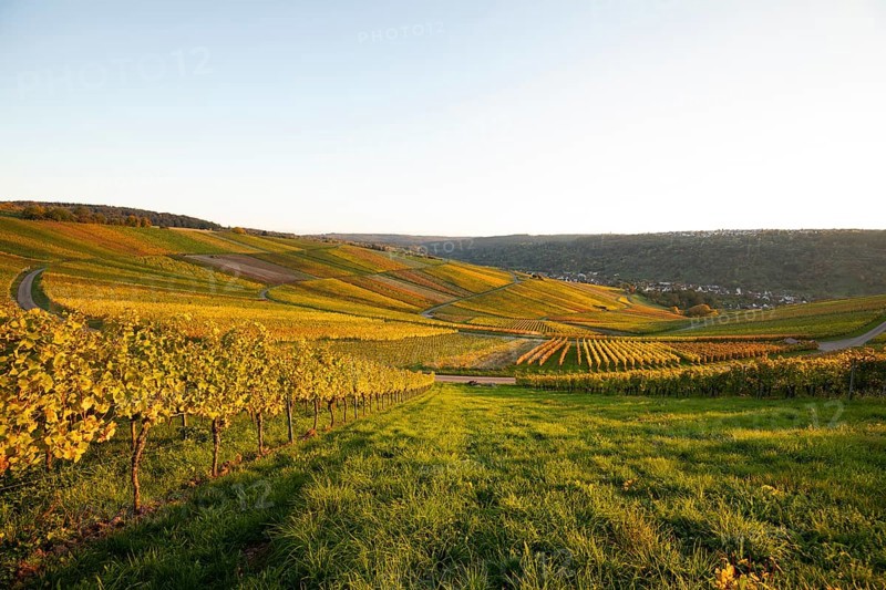 Golden evening sun shines over the colorful vines in the vineyards of Beutelsbach and Weinstadt Baden-Württemberg Germany