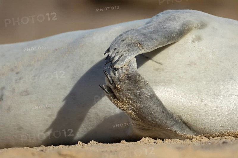 Common seal (Phoca vitulina) adult animal resting on a beach close up of its front flippers England, United Kingdom