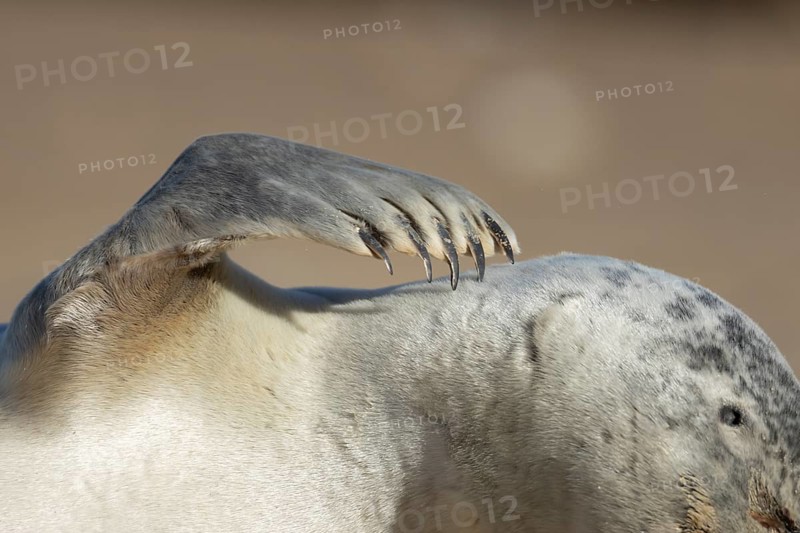 Common seal (Phoca vitulina) adult animal resting on a beach close up of one of its front flippers, England, United Kingdom