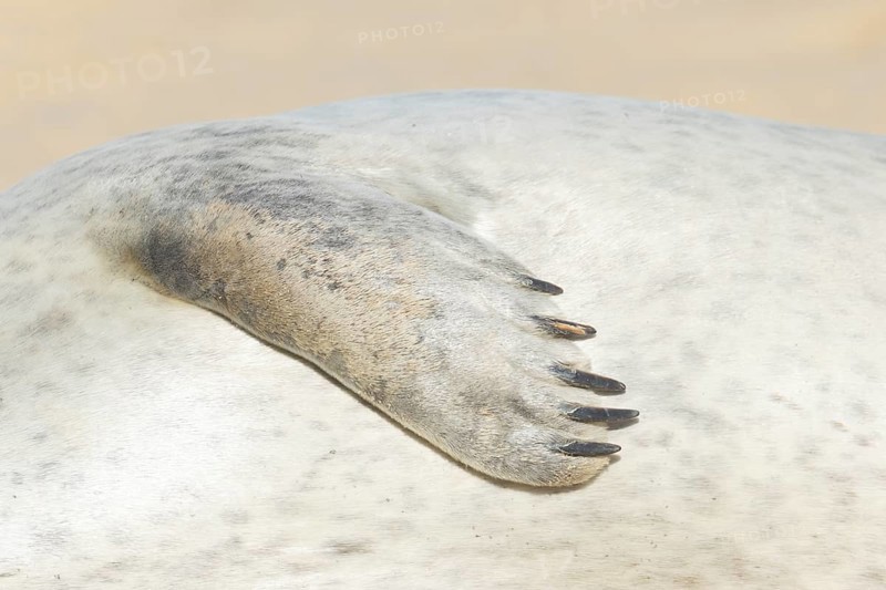 Common seal (Phoca vitulina) adult animal resting on a beach close up of one of its front flippers England, United Kingdom