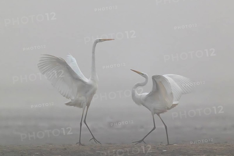Great Egret, (Egretta alba), Warring Great Egret in the Mist, Lasitz, Saxony, Germany