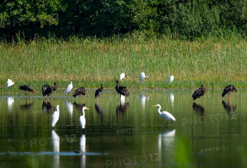 Black storks (Ciconia nigra) and great egret (Ardea alba) in the shallow water zone of a pond, Lower Saxony, Germany