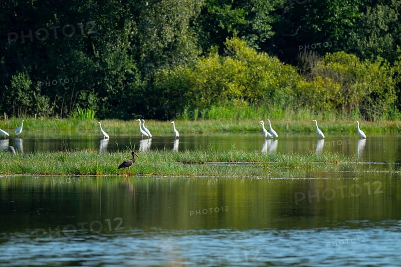 Black stork (Ciconia nigra) and great egret (Ardea alba) in the shallow water zone of a pond, Lower Saxony, Germany