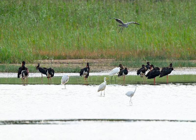 Black storks (Ciconia nigra) and great egret (Ardea alba) in the shallow water zone of a pond, gray heron (Ardea cinerea) flying, Lower Saxony, Germany
