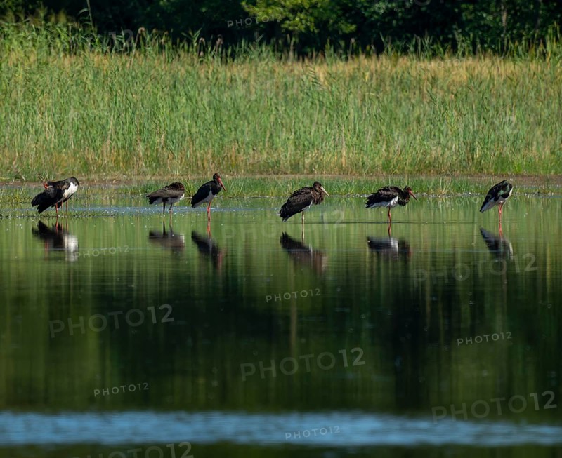 Black storks (Ciconia nigra) stand in the shallow water zone of a pond, Lower Saxony, Germany