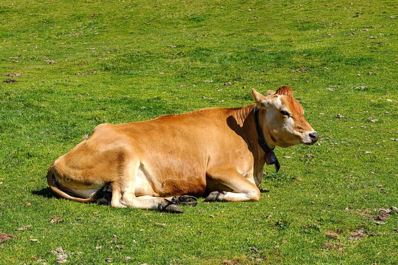 Free-grazing cows on an alpine pasture near the Acherkogel in the Stubai Alps in Hochoetz, Ötz, Ötztal, Tyrol, Austria, digitally reworked