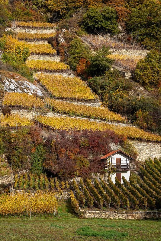 Terraced vineyards in colourful fall colours, yellow, orange and red. In between the vineyards is a small vineyard cottage located. Rhone Valley, Valais, Switzerland