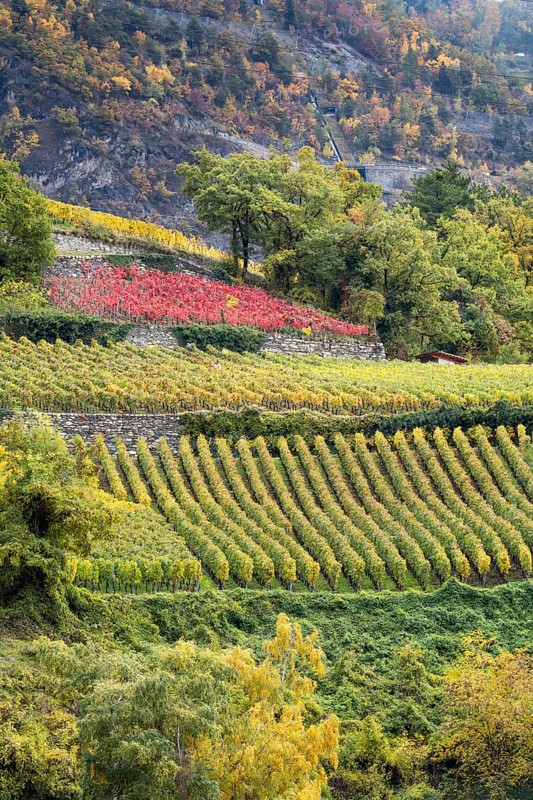 Terraced vineyards in colourful fall colours, yellow, orange and red. Rhone Valley, Valais, Switzerland