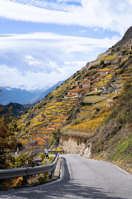 Terraced vineyards in colourful fall colours, yellow, orange and red. A tar road is leading down to the Rhone Valley, Valais, Switzerland