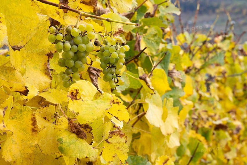 Wine grapes surrounded between colourful leaves in fall colours, yellow, orange and red. Rhone Valley, Valais, Switzerland