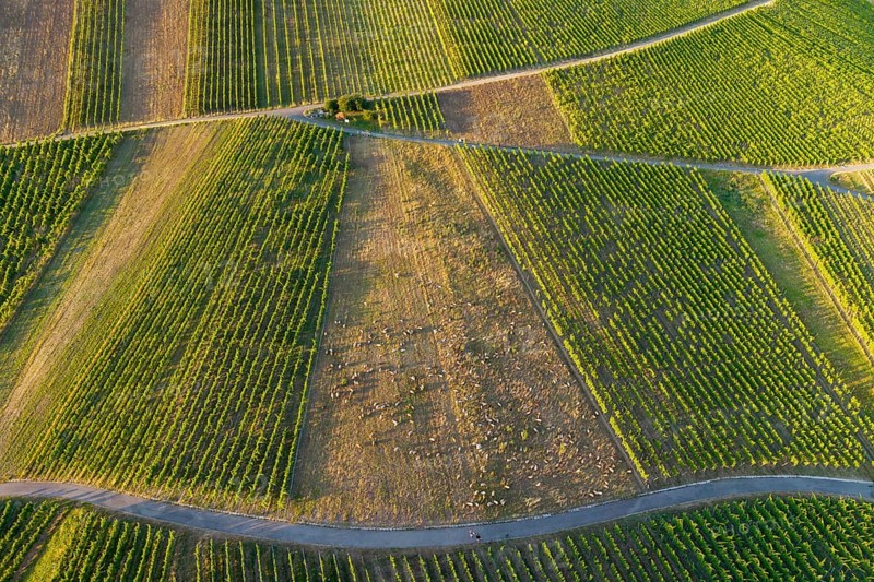 Detailed view of partly rubble vineyards with rows of green vines, sunny summer atmosphere, sheep maintaining the landscape, basket in the Rems Valley, Baden-Württemberg, Germany
