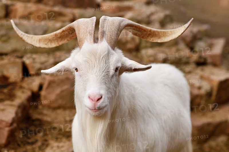 White domestic goat with beard and large horns